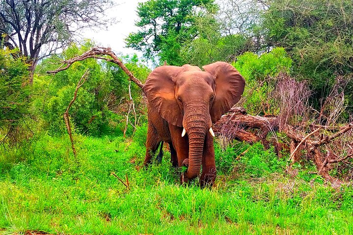 Kruger National Park Full Day Guided Tour - Photo 1 of 9